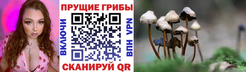 Псилоцибиновые грибы Psilocybe hydra ТОР Новое Девяткино